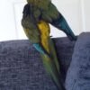 Mason – Patagonian Conure