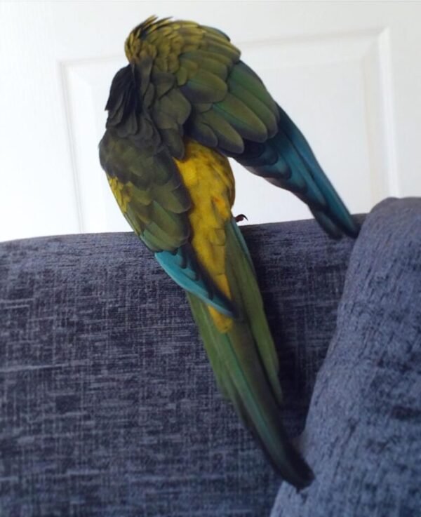 Mason – Patagonian Conure