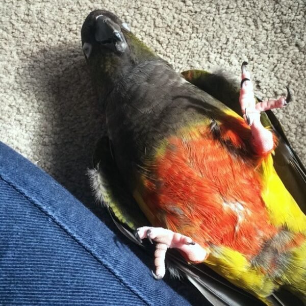 Mason – Patagonian Conure
