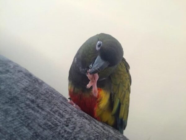 Mason – Patagonian Conure