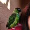 Salma – Nanday Conure