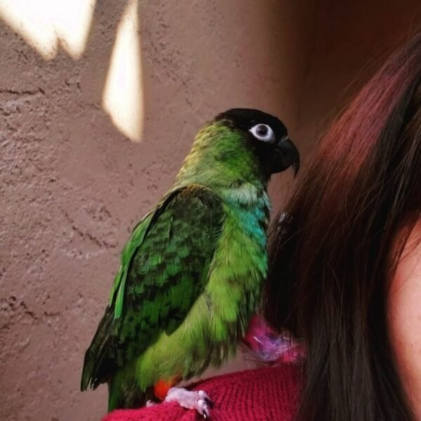 Salma – Nanday Conure