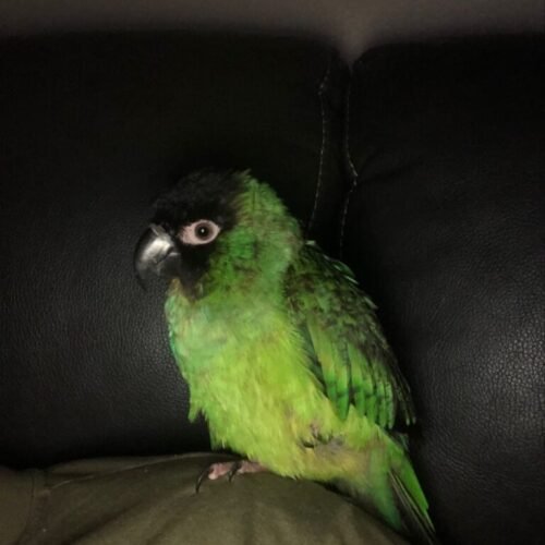 Salma – Nanday Conure