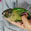 Sophia – Green Cheek Conure
