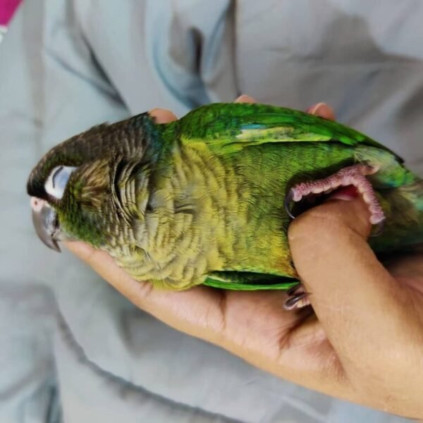Sophia – Green Cheek Conure