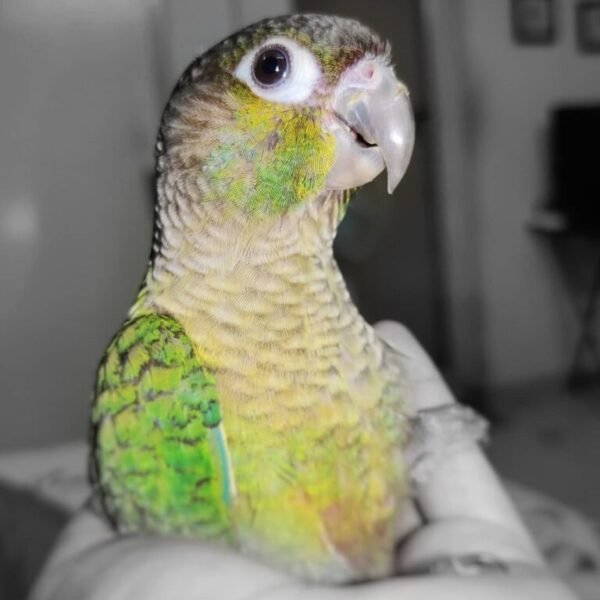 Sophia – Green Cheek Conure