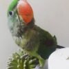 Henry – Alexandrine Parakeet for Sale