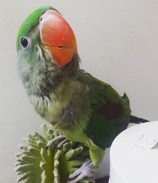Henry – Alexandrine Parakeet for Sale