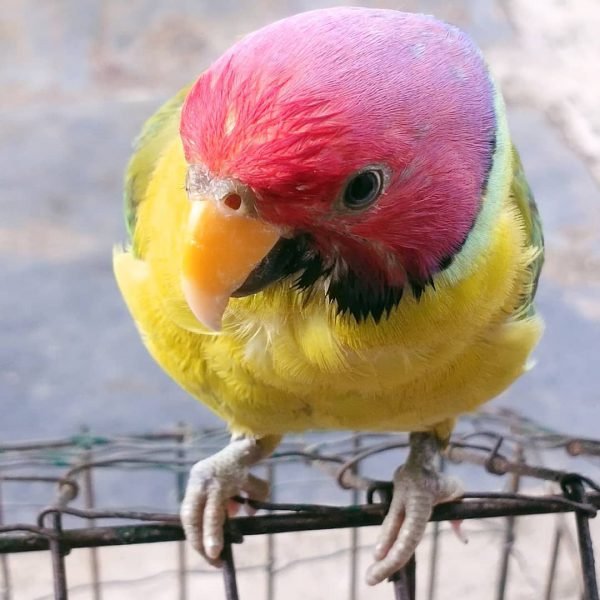 Banti – Buy Plum Headed Parakeet Online