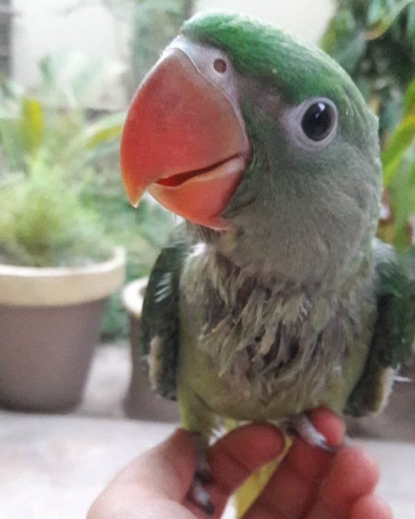 Henry – Alexandrine Parakeet for Sale