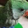 Henry – Alexandrine Parakeet for Sale