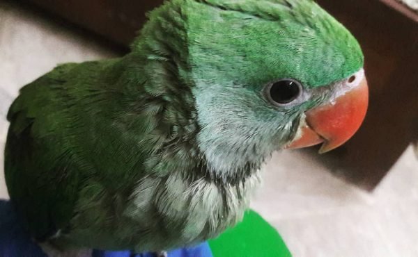 Henry – Alexandrine Parakeet for Sale
