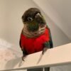 Coby – Crimson Bellied Conure