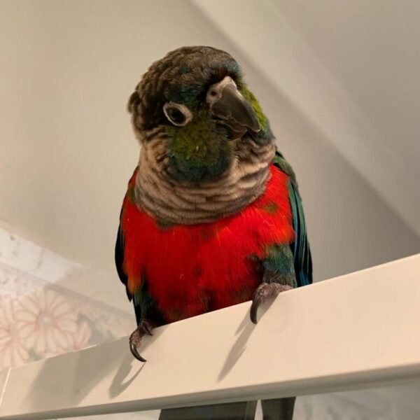 Coby – Crimson Bellied Conure