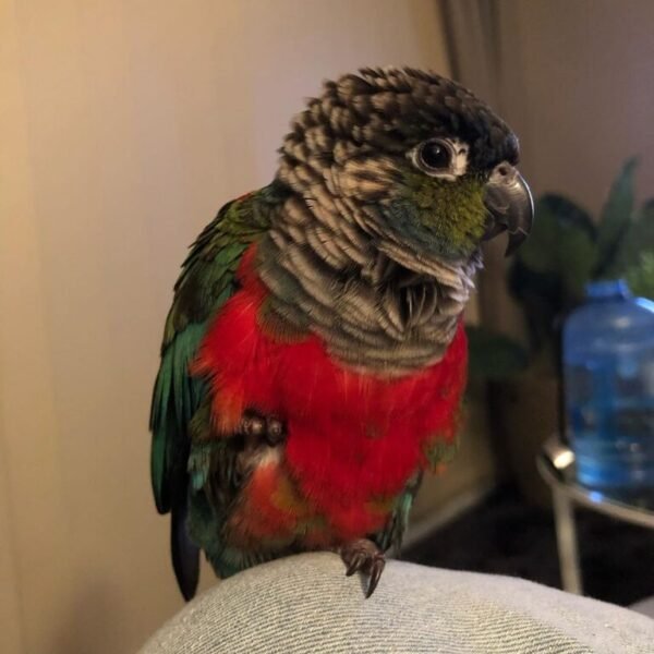 Coby – Crimson Bellied Conure