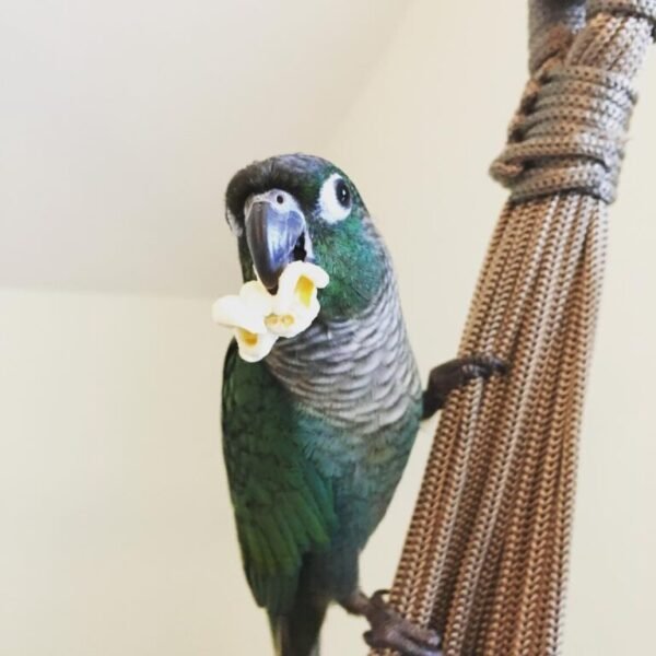 Oscar – Turquoise Conure
