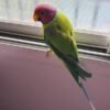 Banti – Buy Plum Headed Parakeet Online