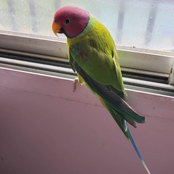 Banti – Buy Plum Headed Parakeet Online