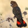 Angel – Glossy Back Cockatoo