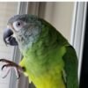 Julie – Dusky-headed parakeet