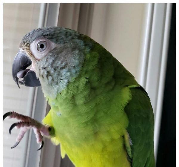 Julie – Dusky-headed parakeet