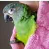Julie – Dusky-headed parakeet