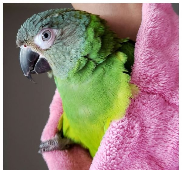 Julie – Dusky-headed parakeet