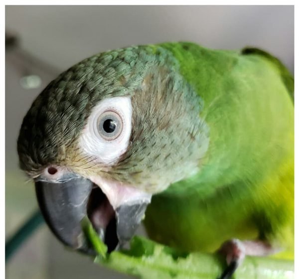 Julie – Dusky-headed parakeet