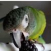 Julie – Dusky-headed parakeet