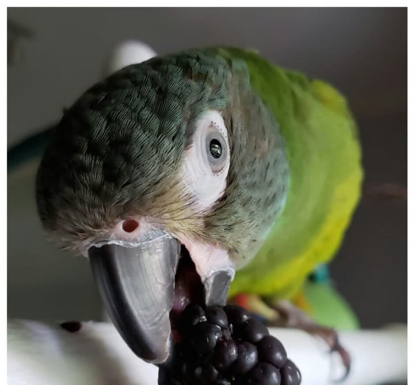 Julie – Dusky-headed parakeet