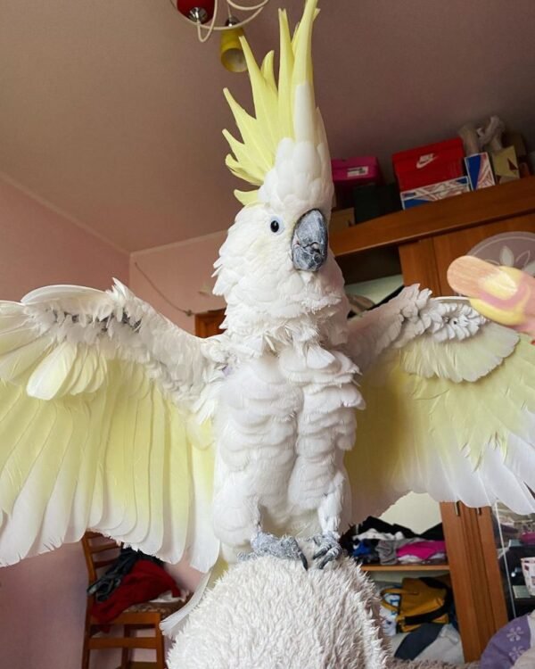 Layla – Yellow Crested Cockatoo