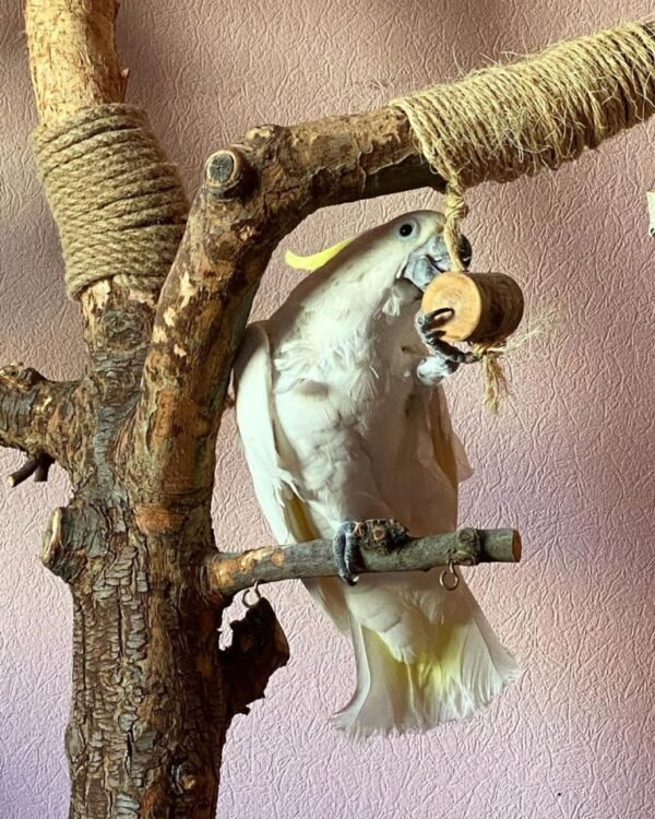 Layla – Yellow Crested Cockatoo