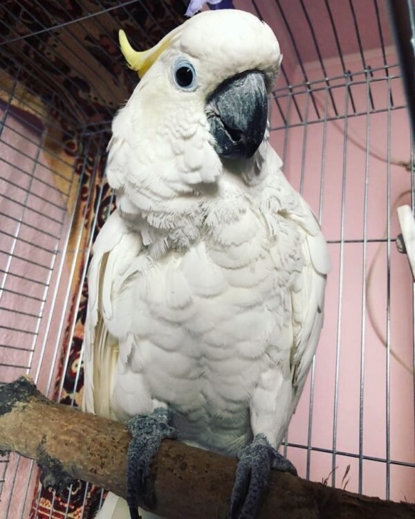 Layla – Yellow Crested Cockatoo