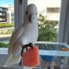 Luna – Solomon’s Cockatoo