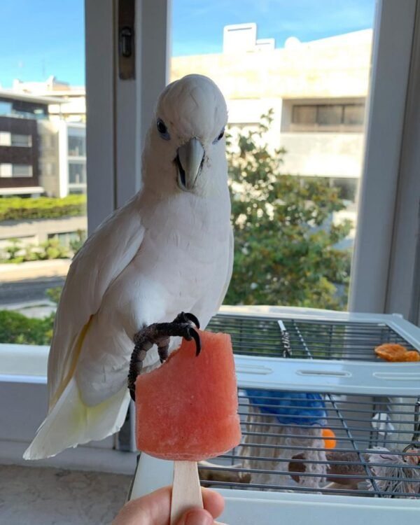 Luna – Solomon’s Cockatoo