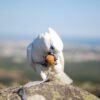 Luna – Solomon’s Cockatoo