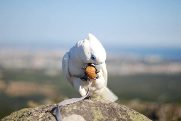 Luna – Solomon’s Cockatoo