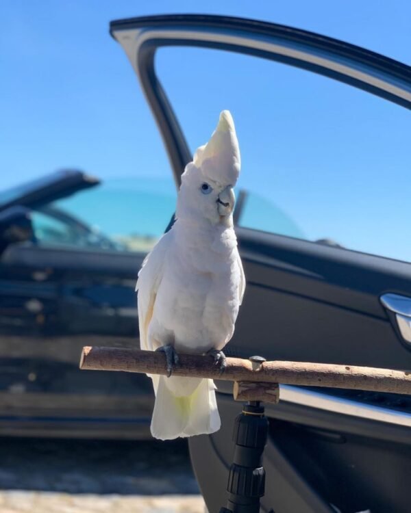 Luna – Solomon’s Cockatoo