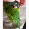 Coco – Blue Crown Conure