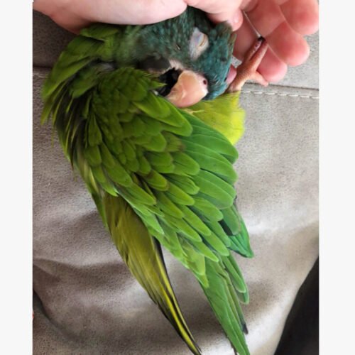 Coco – Blue Crown Conure