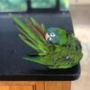 Coco – Blue Crown Conure