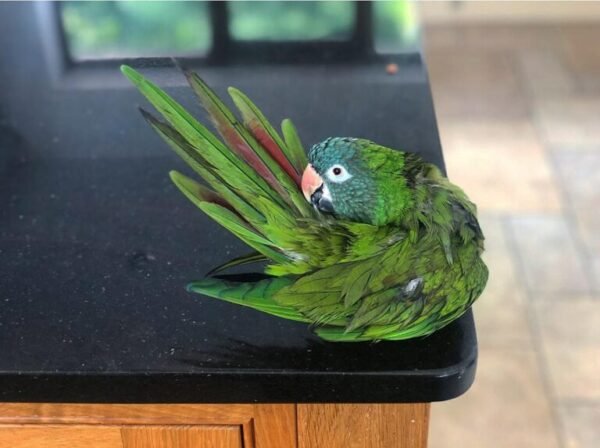 Coco – Blue Crown Conure