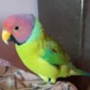 Banti – Buy Plum Headed Parakeet Online