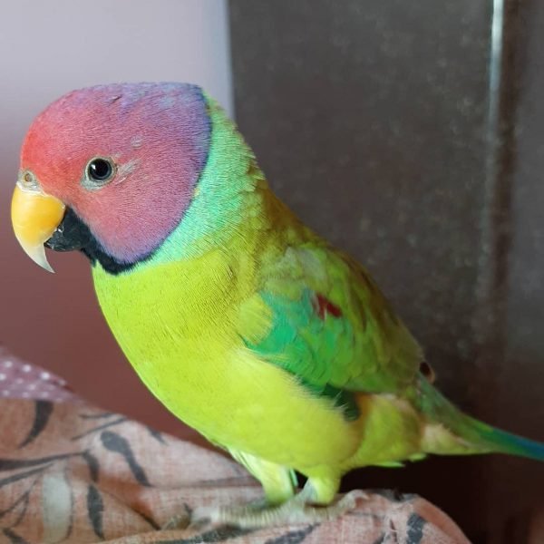 Banti – Buy Plum Headed Parakeet Online