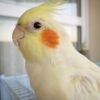 Darla – Cockatiel Cockatoo