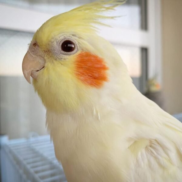 Darla – Cockatiel Cockatoo