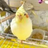 Darla – Cockatiel Cockatoo