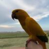 Logan – Golden Conure