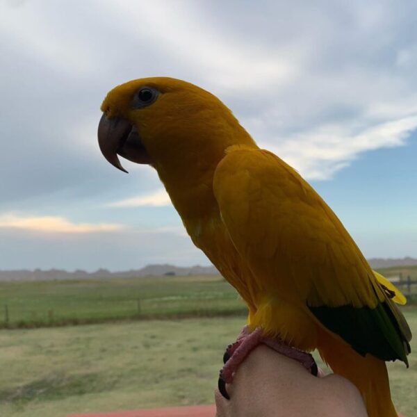 Logan – Golden Conure