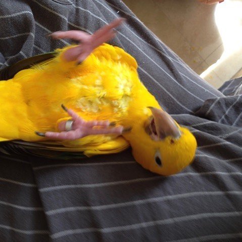 Logan – Golden Conure